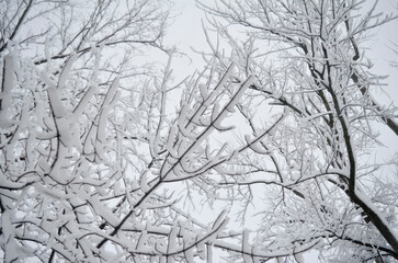 Snow Covered Winter Branches