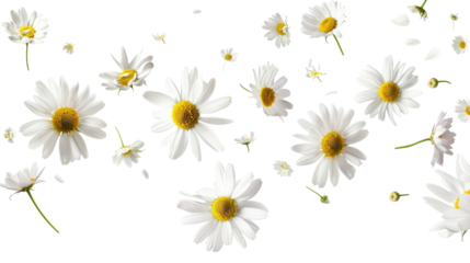 Daisies. Falling chamomile isolated on transparent background