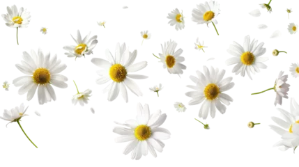 Selbstklebende Fototapeten Daisies. Falling chamomile isolated on transparent background © YauheniyaA