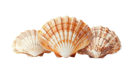 seashells isolated on transparent background 