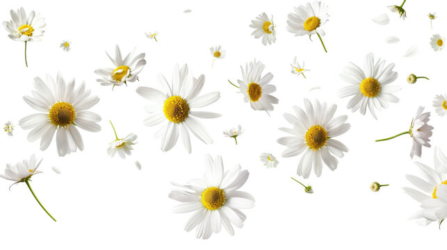 Daisies. Falling chamomile isolated on transparent background