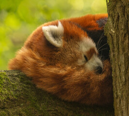 panda roux dormant sur son arbre