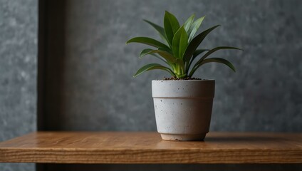 Miniature potted plant adding charm to modern decor against a gray wall.