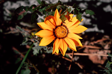 Flor