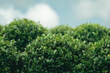 A bird sits atop a bush, enjoying its surroundings