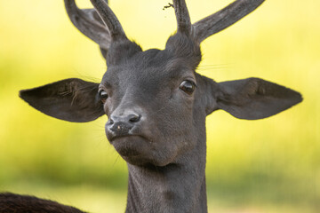 head of a deer