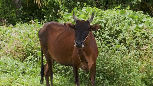 Brown cow with horns standing on a grassy field, surrounded by lush greenery. Zebu cattle originating in South Asia, Phuket, Thailand. Farming concept