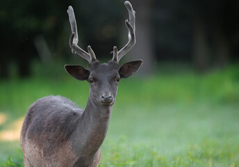 Fototapeta premium Animal