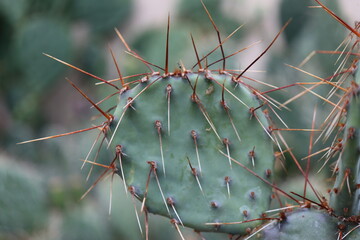 kaktus opuntia 