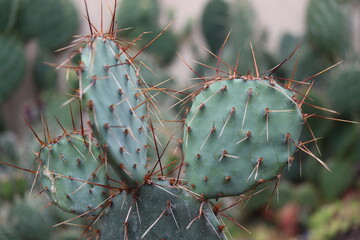 kaktus opuncja Opuntia macrocentra var. nevadensis