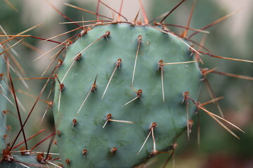 kaktus opuncja Opuntia macrocentra var. nevadensis