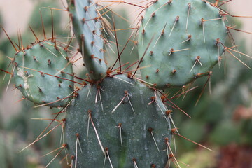 kaktus opuncja Opuntia macrocentra var. nevadensis