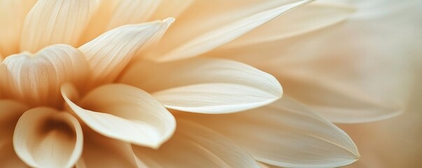 Obraz premium Close-up of beige dahlia flower petals
