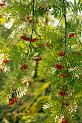Rowan branches with red clusters of ripe berries