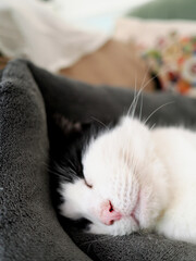 A cute white and black cat asleep on its bed