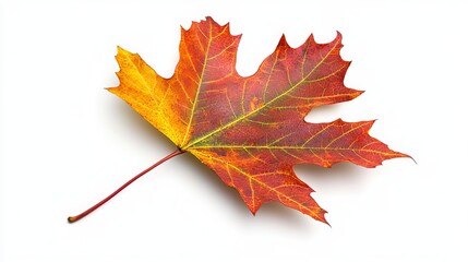 An autumn maple leaf is a flat, blade-shaped organ that attaches to a plant's stem. It is composed of cells that perform photosynthesis, the process by which plants use sunlight to make food