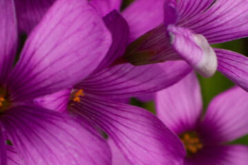 flower purple nature plant leaves