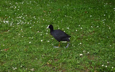 Foulque macroule, Common Coot (Fulica atra) marchant sur le gazon