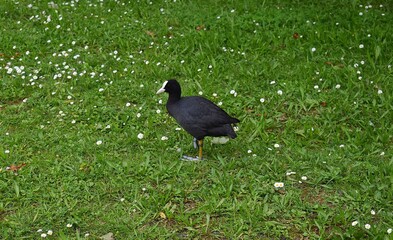 Foulque macroule, Common Coot (Fulica atra) marchant sur le gazon