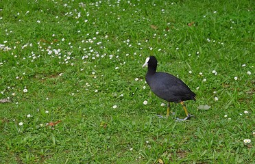 Foulque macroule, Common Coot (Fulica atra) marchant sur le gazon