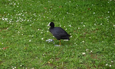Foulque macroule, Common Coot (Fulica atra) marchant sur le gazon