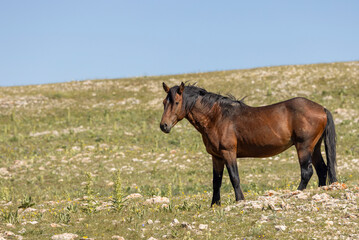 Obraz premium Wild Horse in the Pryor Mountains Montana in Summer