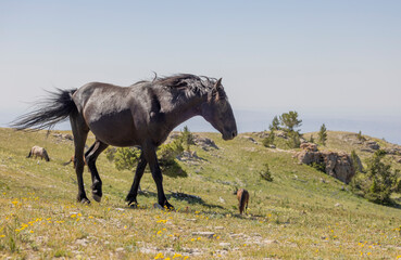 Wild Horse in the Pryor Mountains Montana in Summer