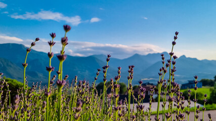 Field of lavender with scenic view of majestic mountain peaks of Karawanks seen from Rosental, Carinthia, Austria. Idyllic alpine landscape. Peaceful scene in Austrian Alps in summer. Wanderlust © Chris