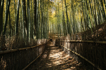 Obraz premium 岡山県玉野市 天王池の竹林