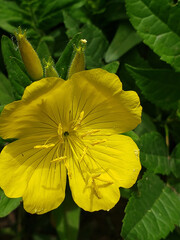 yellow flower in the garden