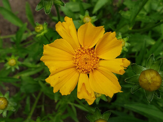 yellow flower