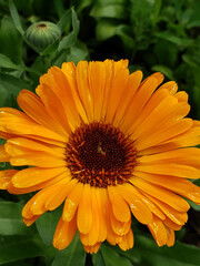 orange flower in the garden