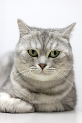 British white gray shorthair cat relaxing and laying on bed. Domestic cat with green eyes is resting.