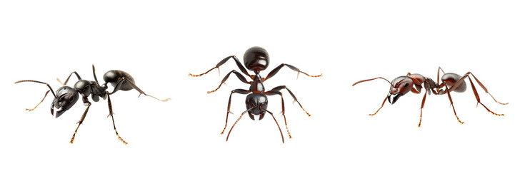 Fototapeta premium Set of an ant isolated on transparent background
