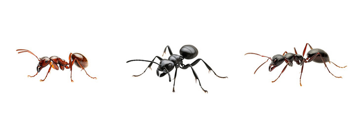 Fototapeta premium Set of an ant isolated on transparent background