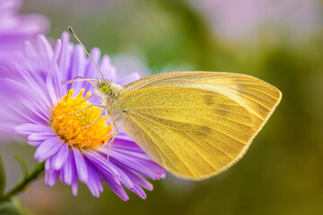 Green-veined white butterfly - detailed macro view.