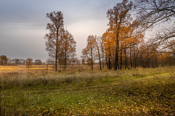A field of trees with leaves on the ground