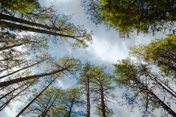 Pine trees in the woods, pine trees canopy