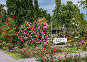 Rose garden in Germany. Bush roses of bright colors, different sorts and amazing aromas