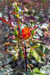 the flaming blossoms of the hybrid tea rose Monica