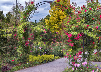Rose garden in Germany. Bush roses of bright colors, different exquisite varieties and with amazing...