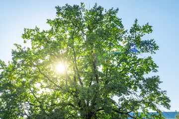 A tree with leaves is in the sun