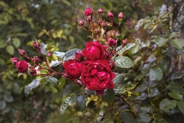 Rose Florentina is a climbing rose with a lush bloom of red flowers