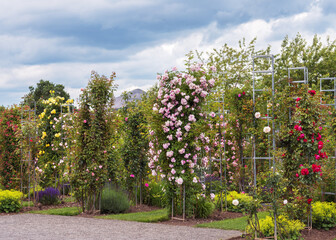 Climbing roses from different countries and eras and with amazing aromas for garden design