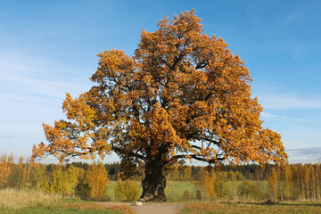 an oak tree with a large crown in autumn. The oak tree is more than 100 years old. natural monuments, caring for nature. Golden autumn