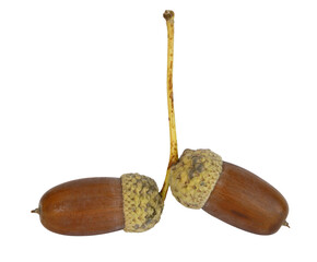Glands de chêne	