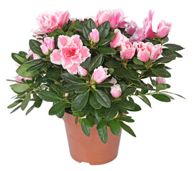 Azalée japonaise rose en pot	