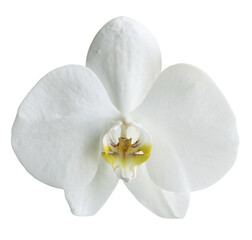Fleur d'orchidée phalaenopsis blanche