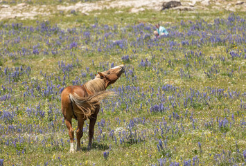 Wild Horse in the Pryor Mountains Montana in Summer