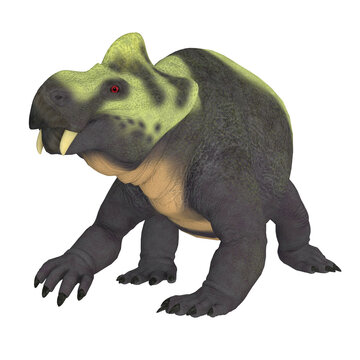 Kannemeyeria Dinosaur Tusks - Kannemeyeria was a herbivorous dicynodont dinosaur the lived in South Africa, Argentina, India and China during the Triassic Period.